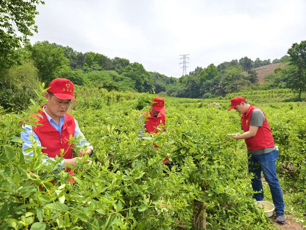 4.市煙草局組織青年黨團(tuán)員開展助農(nóng)志愿服務(wù)活動.jpg