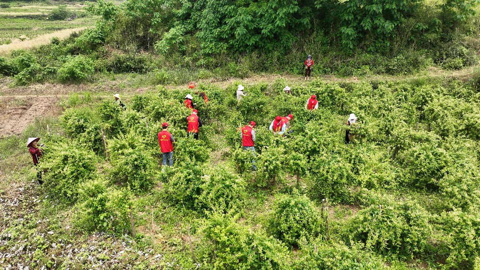 4.市煙草局組織青年黨團(tuán)員開展助農(nóng)志愿服務(wù)活動2.jpg